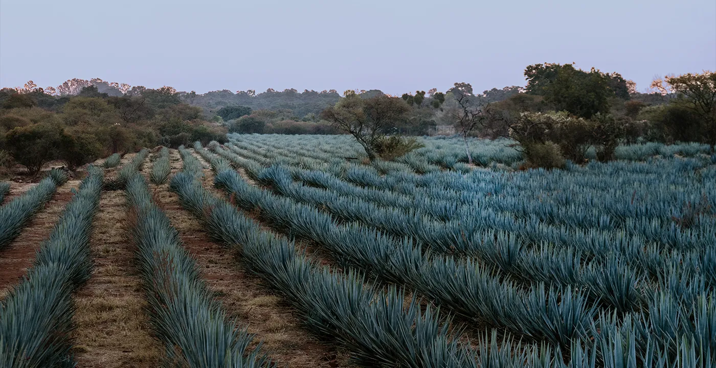 Clase Azul Tequila 2